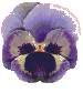 Gify, kwiaty