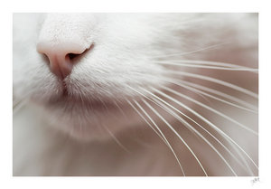 Gify, obrazki