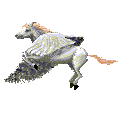 Gify, zwierzta