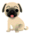Gify, zwierzta