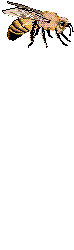Gify, zwierzta