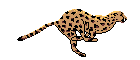 Gify, zwierzta
