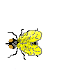 Gify, zwierzta