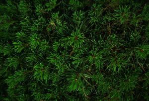 Gify, t�a, backgrounds