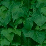 Gify, t�a, backgrounds